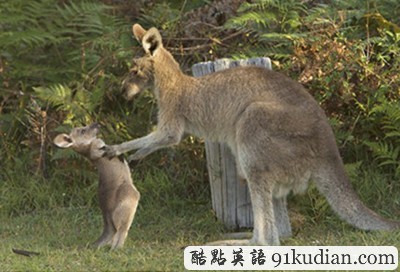 揍你哦!袋鼠妈妈教训淘气幼崽!