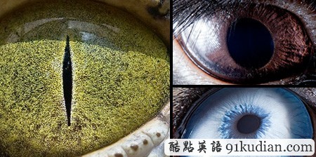 大千世界:邀你共赏动物双眸的特写照片