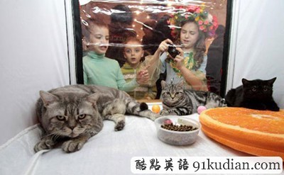 趣图妙语:乌克兰猫展萌物大集合~