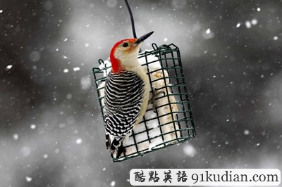 趣图妙语:2012年纽约的第一场大雪