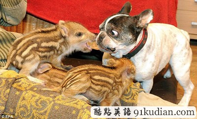 爱无界:法国斗牛犬成小野猪