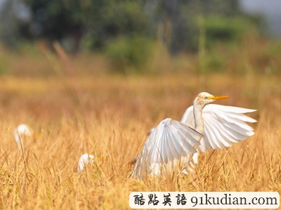 环球之旅:2012走遍全世界(5)之奇趣大自然