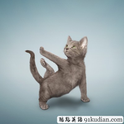 趣图妙语:小清新练瑜伽 猫猫狗狗爱健身