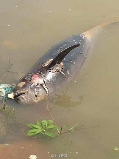 Finless porpoise found dead in Gan River