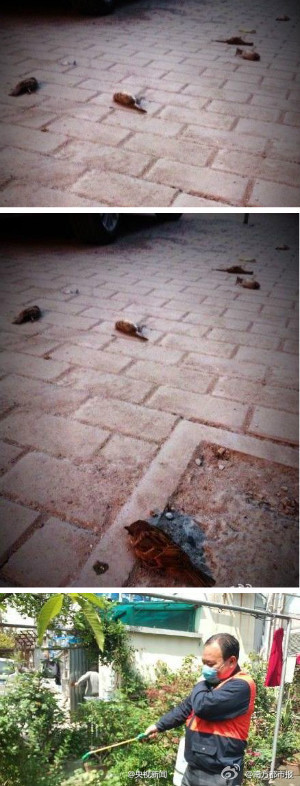 Dead sparrows in Nanjing not infected with H7N9