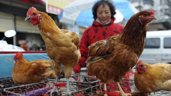 No H7N9 influenza infections in animals