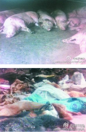 Hundreds of pigs and dogs found dead in C. China