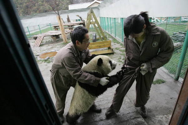 Scared pandas receive counseling after quake