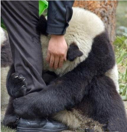 Scared pandas receive counseling after quake